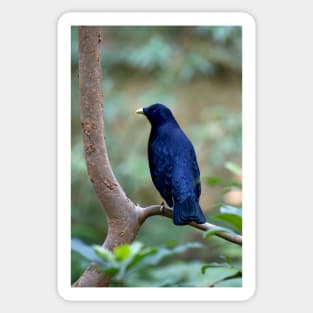 Satin Bowerbird Sticker